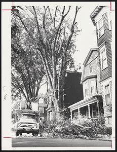 Taking Elm-tree down before storm as it is 100 ft. high and "dead" - at 132 Dakota St. Dorchester.