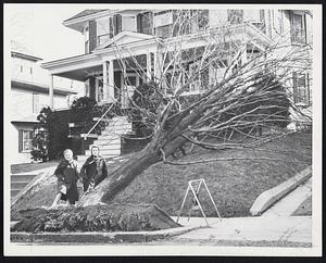 Fierce Gales and icy weather hit New England yesterday, causing heavy damage. Left, Nancy Roddy, 11, and Evelyn Gillbride, 11, view uprooted maple at home of J. Harry Anderson, 48 Kenneth St., West Roxbury.