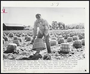 Acres of Cover--Market gardeners in this area prepared for another frosty night today by keeping baskets on tomatoes, squash and other tender crops. More than 1,000 baskets were placed by hand on Elmore Farm here as Jay Morse demonstrates. Row upon row of baskets have been on plants for two days now.