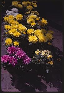 Yellow, pink and white mums