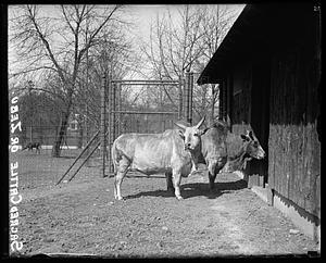 Sacred cattle of Zebu