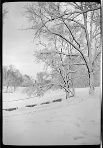 Maude & John Public Garden snow pictures