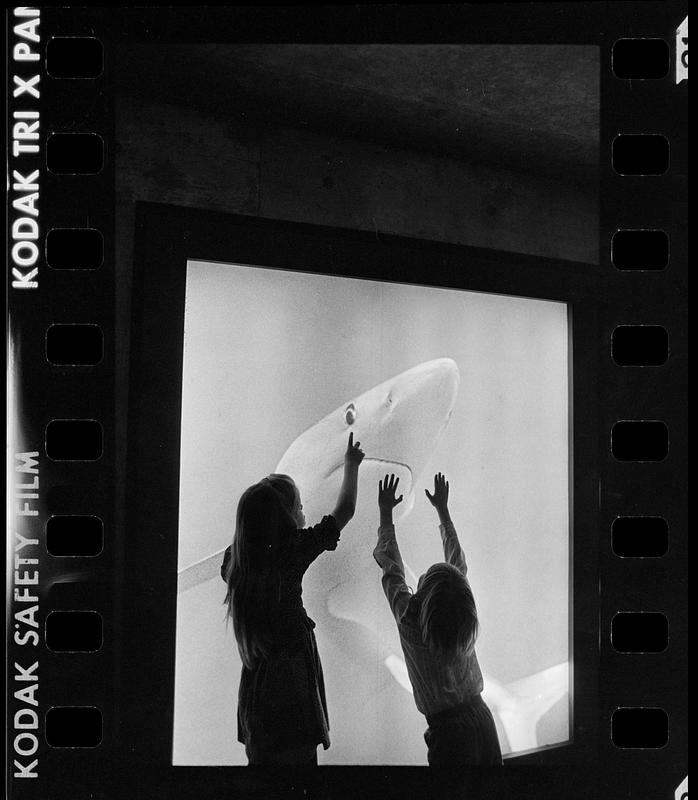 Children & NE Aquarium shark transparency, Boston