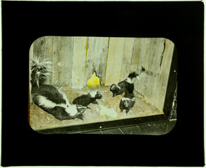 143 Skunks in Mammal Room (utilization of fireplace for exhibit)