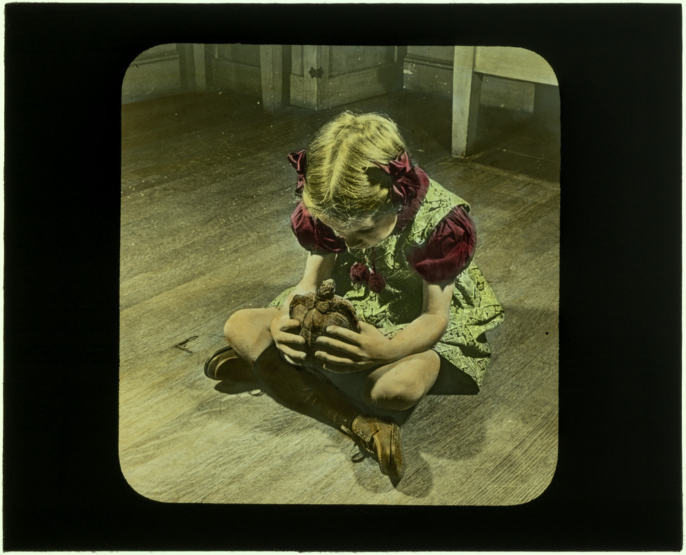 Child examining turtle