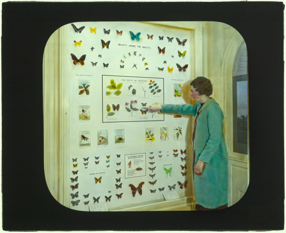 20 Butterfly Case