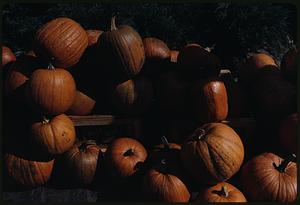 Pumpkins partly in shadow