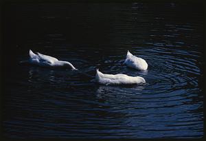 Three white birds in water with their heads submerged