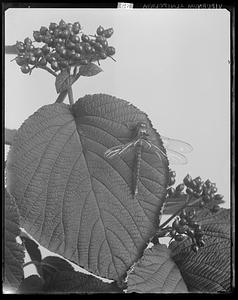 Viburnum alnifolium, fruit