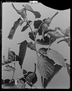 Corylus