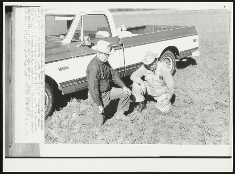 Undated -- Oklahoma Drought -- Southwestern Oklahoma wheat growers Ray Goforth, left, and Clarence Krigbaum, kneel in the dust and stubble of a wheat field that won't be harvested this year. A drought has hit southwestern Oklahoma hard, reviving memories of the Dust Bowl and the "dirty thirties."