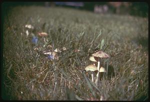 Mushrooms