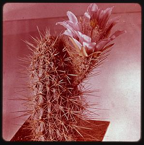Harvard University Botanical Museum, cactus