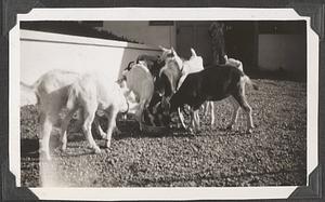 A herd of goats eating