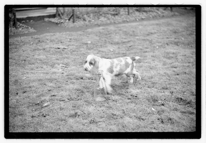 Idahurst Kennels