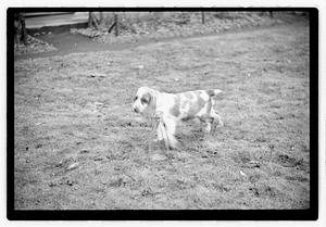 Idahurst Kennels