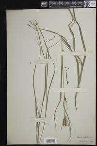 Carex debilis