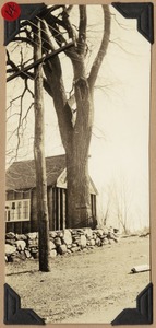 The elm from which the sign of the Red Lion Tavern once hung
