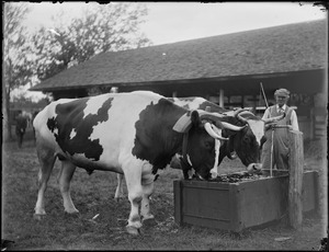 Pair of oxen at the Clinton Fair