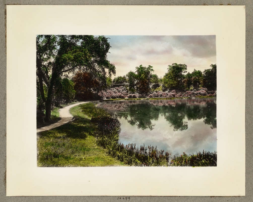 Reflecting clouds in Ward's Pond, looking down from Perkins Street