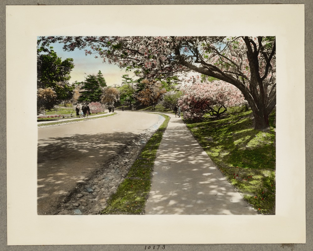 Path in Arnold Arboretum