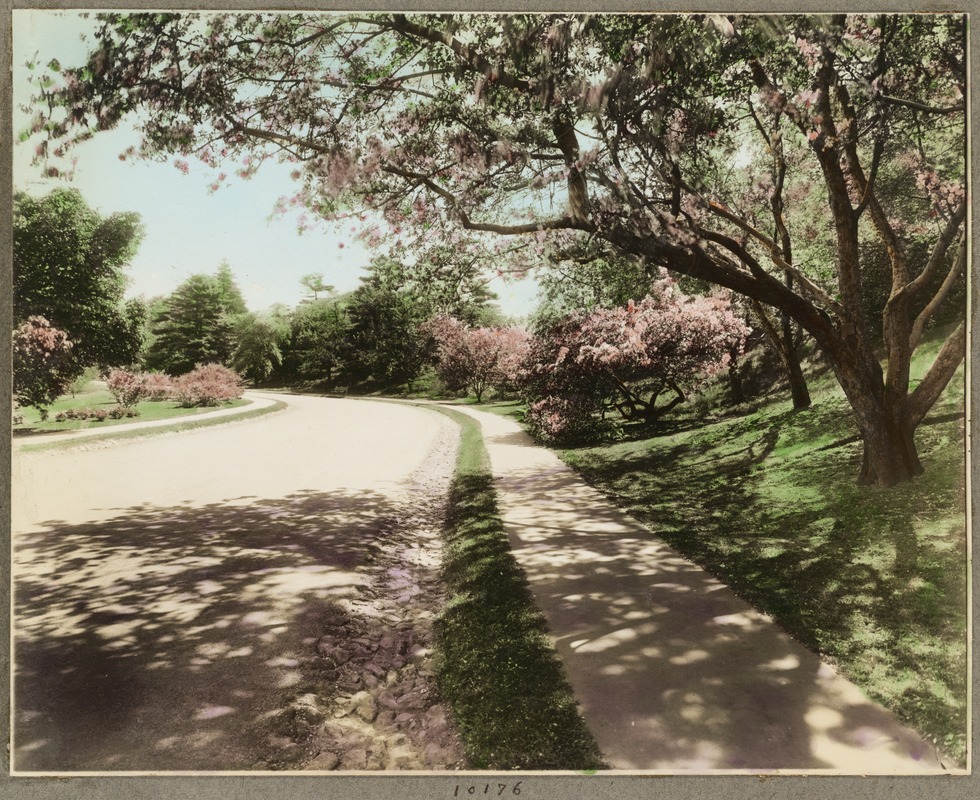 arnold arboretum bike path