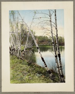 Birch trees at Spot Pond