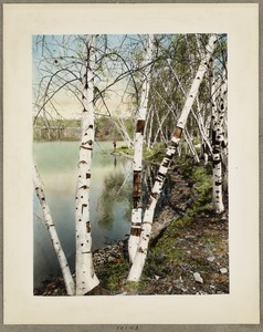 Birch trees at Spot Pond, left side