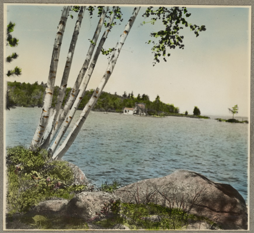 Spot Pond, birches and pond