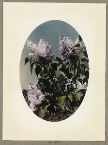 Arnold Arboretum, lilac blossom