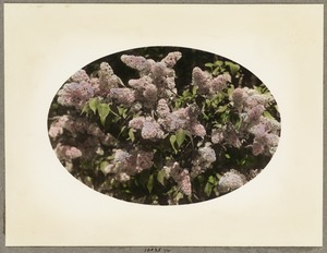 Large lilac blossoms