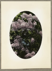 Large lilac blossoms