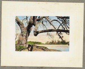 Large tree, edge of Jamaica Pond