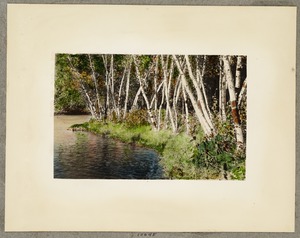 Birch path, Spot Pond
