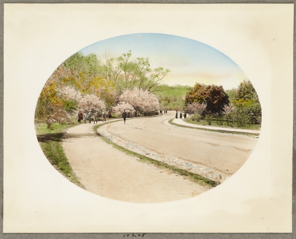 arnold arboretum bike path