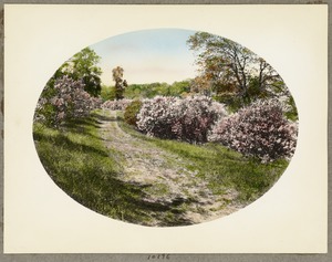 Arnold Arboretum, lilacs on the hilltop