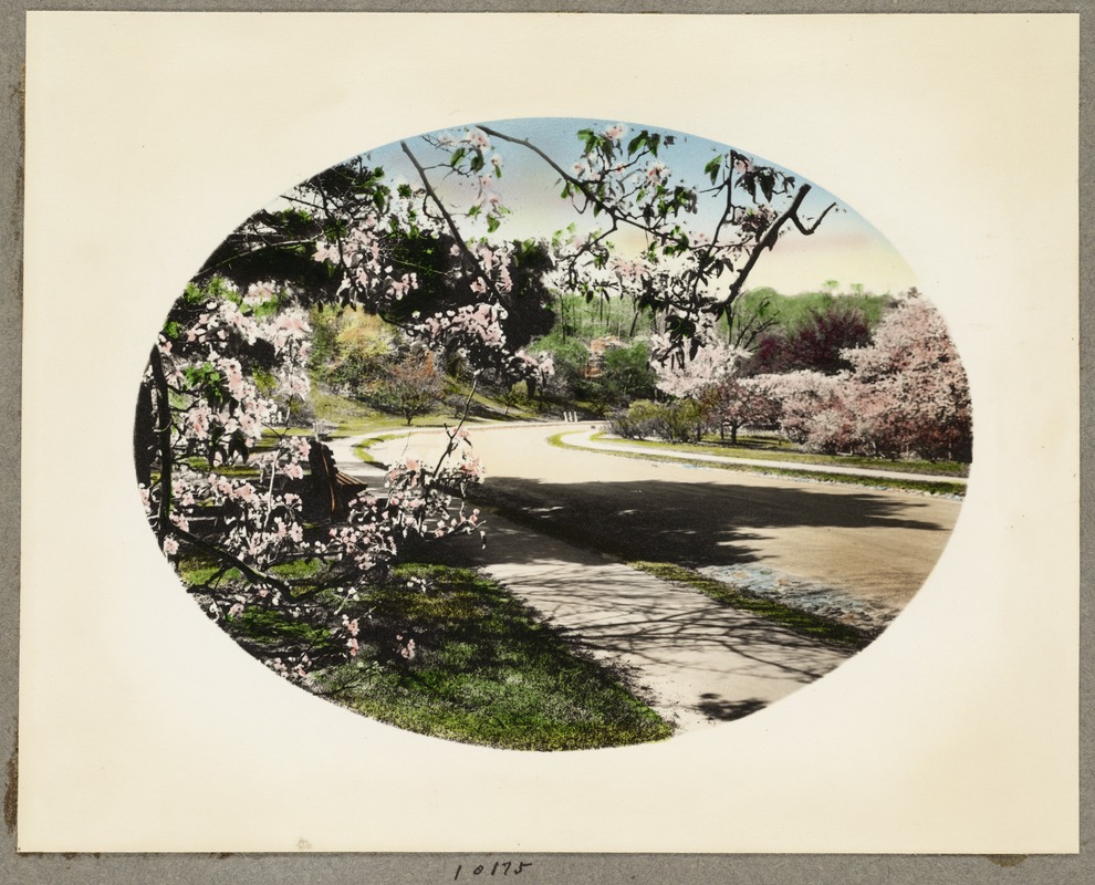 Arnold Arboretum, view of blossoms from gate