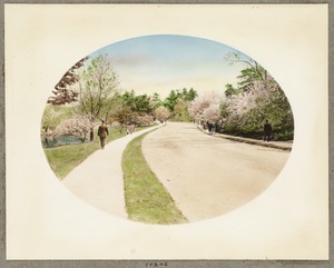 Path in Arnold Arboretum