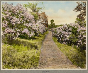 Lilac view, Arnold Arboretum