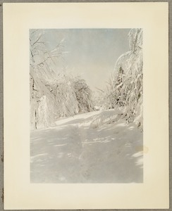 Top of the hill at Arnold Arboretum