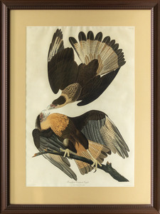 Brasilian Caracara eagle, Poinborus Vulgaris