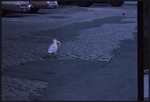 Gull on cobblestone street