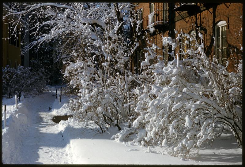 Branches covered in snow