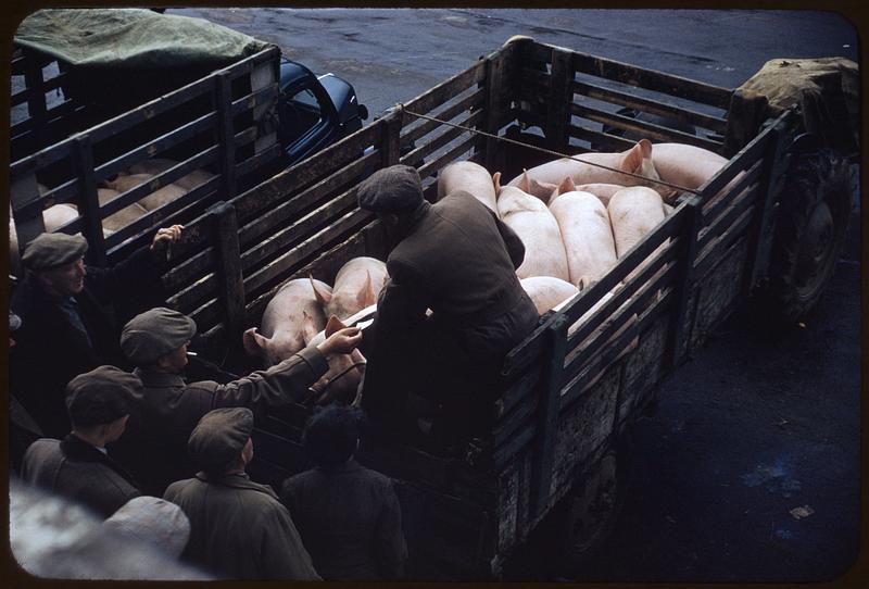 Pig in cart, auction, Castleisland, Ireland