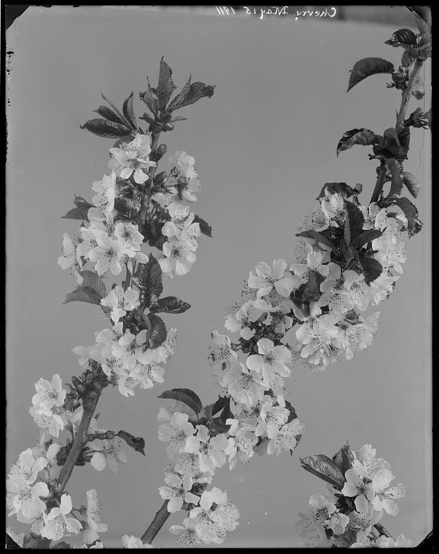 Prunus