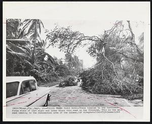 Felled Trees Block Road--Trees toppled by the hurricane force winds of last night and today block this road on Key Biscayne. This is the main road leading to the residential area of the island.