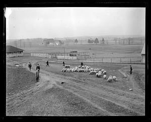 Sheep - Amherst, MA