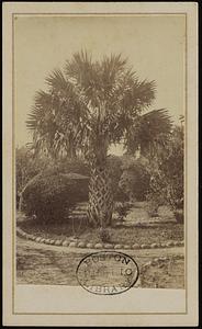 Palm tree