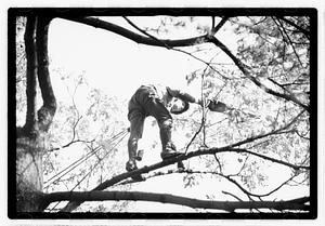 Tree maintenance, Boston Common