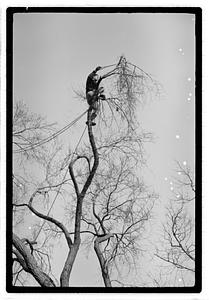 Tree maintenance, Boston Common
